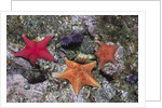 Bat Stars with Purple Sea Urchins by Anonymous