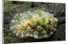 Bumpy Dendrodoris by Anonymous