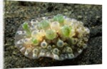 Bumpy Dendrodoris by Anonymous