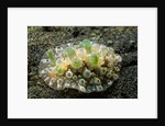 Bumpy Dendrodoris by Anonymous