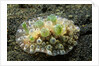 Bumpy Dendrodoris by Anonymous