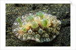 Bumpy Dendrodoris by Anonymous