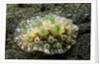 Bumpy Dendrodoris by Anonymous