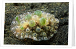 Bumpy Dendrodoris by Anonymous