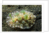 Bumpy Dendrodoris by Anonymous