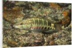 Barred Serrano by Anonymous