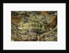 Barred Serrano by Anonymous