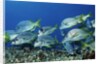 Yellowtail Grunt school by Anonymous