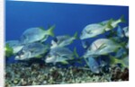 Yellowtail Grunt school by Anonymous