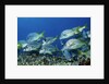 Yellowtail Grunt school by Anonymous
