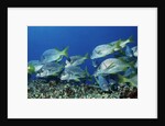 Yellowtail Grunt school by Anonymous