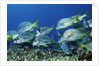 Yellowtail Grunt school by Anonymous