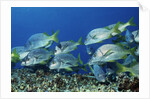 Yellowtail Grunt school by Anonymous