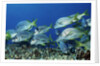 Yellowtail Grunt school by Anonymous