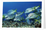Yellowtail Grunt school by Anonymous