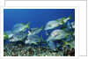 Yellowtail Grunt school by Anonymous