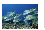 Yellowtail Grunt school by Anonymous