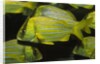 Panamic Porkfish by Anonymous