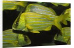 Panamic Porkfish by Anonymous