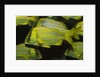 Panamic Porkfish by Anonymous