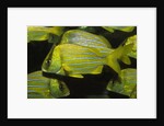 Panamic Porkfish by Anonymous