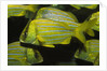 Panamic Porkfish by Anonymous
