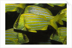 Panamic Porkfish by Anonymous