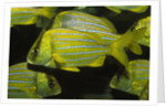 Panamic Porkfish by Anonymous