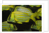 Panamic Porkfish by Anonymous