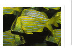 Panamic Porkfish by Anonymous