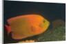 Clarion Angelfish by Anonymous