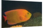 Clarion Angelfish by Anonymous