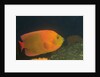 Clarion Angelfish by Anonymous