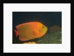 Clarion Angelfish by Anonymous