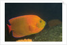 Clarion Angelfish by Anonymous