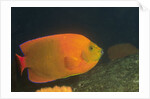 Clarion Angelfish by Anonymous