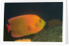 Clarion Angelfish by Anonymous