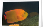Clarion Angelfish by Anonymous