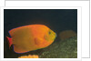 Clarion Angelfish by Anonymous