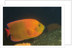 Clarion Angelfish by Anonymous