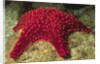 Panamic Cushion Star by Anonymous