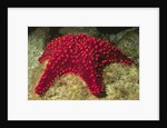 Panamic Cushion Star by Anonymous
