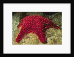 Panamic Cushion Star by Corbis