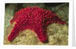 Panamic Cushion Star by Anonymous