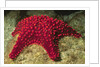 Panamic Cushion Star by Anonymous