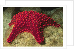 Panamic Cushion Star by Anonymous