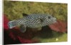 Guineafowl Puffer by Anonymous