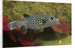 Guineafowl Puffer by Anonymous