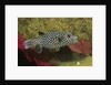 Guineafowl Puffer by Anonymous