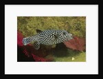 Guineafowl Puffer by Anonymous